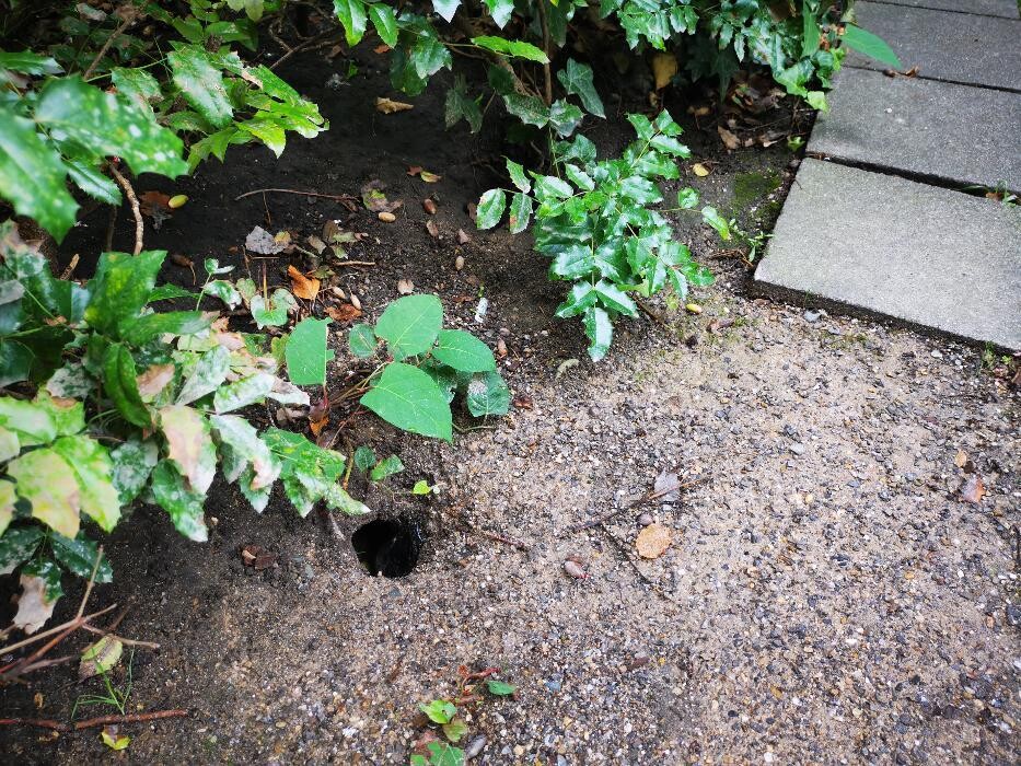 Bilder DETEK Schädlingsbekämpfung & Kammerjäger Gelsenkirchen - NRW