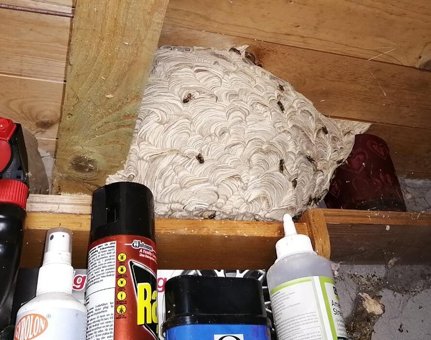 Bilder DETEK Schädlingsbekämpfung & Kammerjäger Münster - NRW
