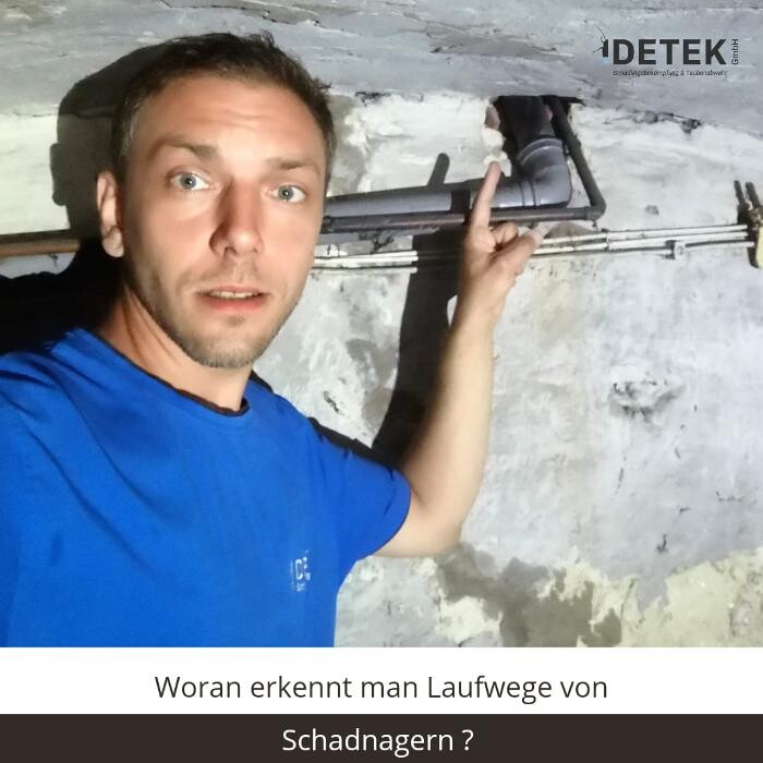 Bilder DETEK Schädlingsbekämpfung & Kammerjäger Münster - NRW