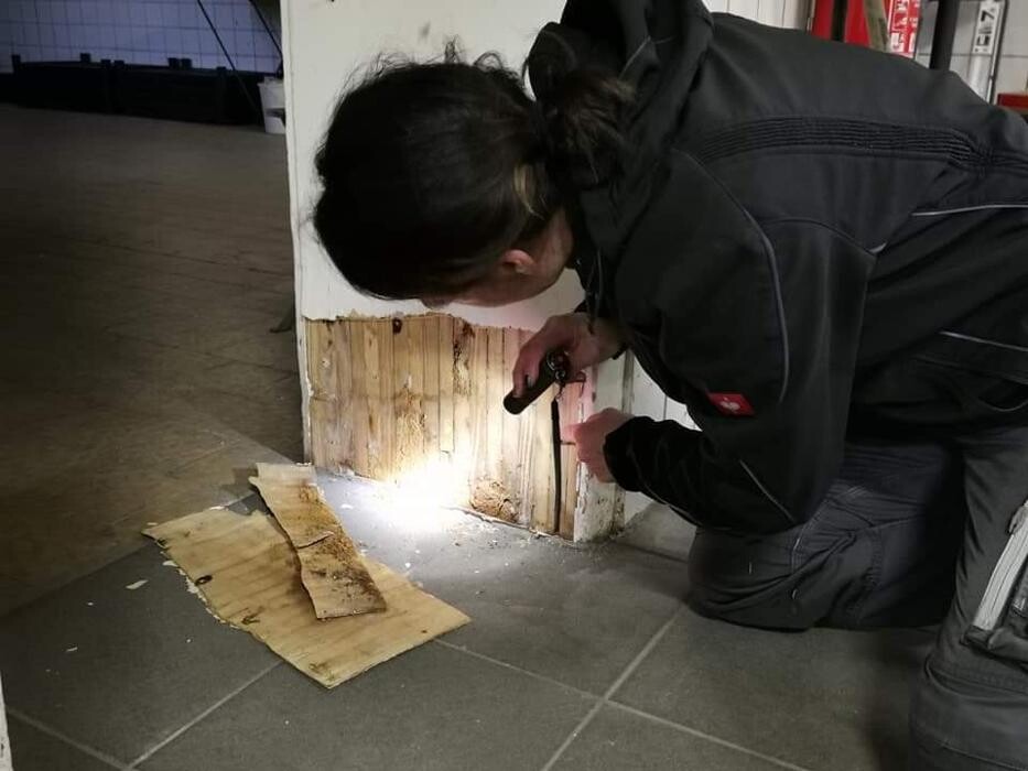 Bilder DETEK Schädlingsbekämpfung & Kammerjäger Münster - NRW