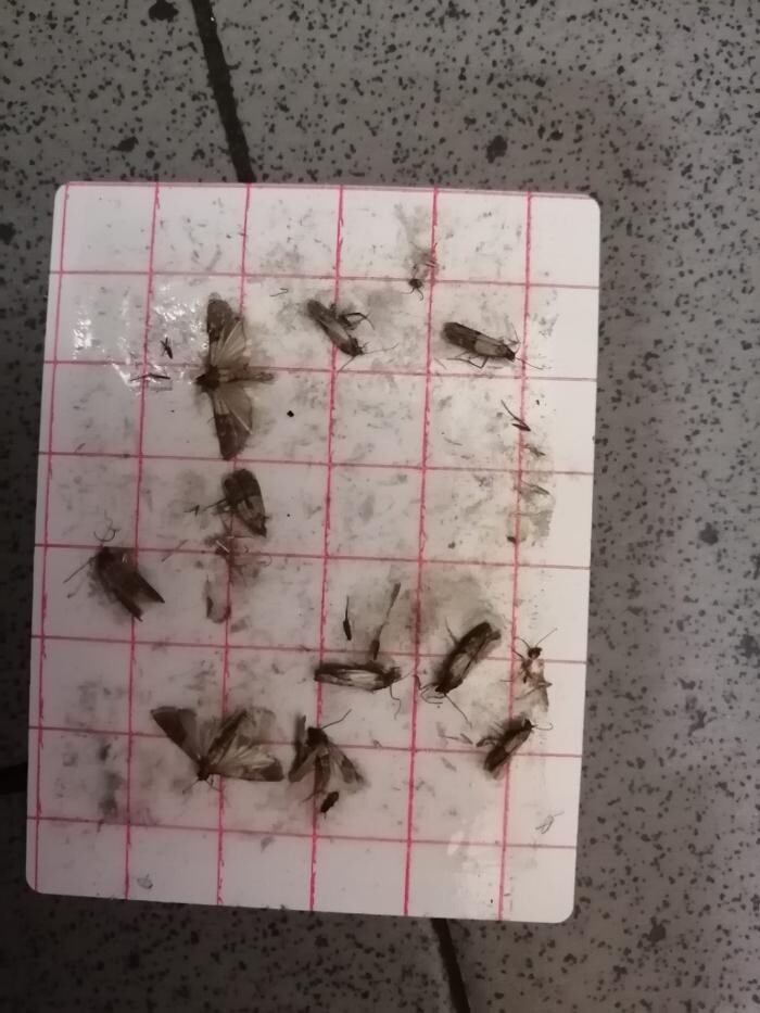 Bilder DETEK Schädlingsbekämpfung & Kammerjäger Münster - NRW