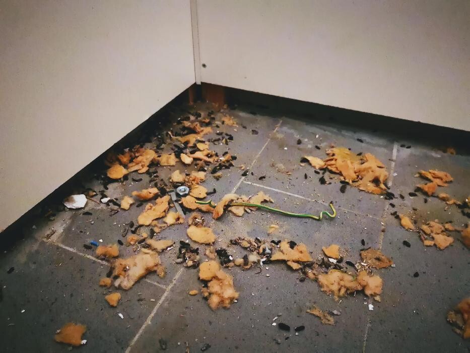 Bilder DETEK Schädlingsbekämpfung & Kammerjäger Münster - NRW