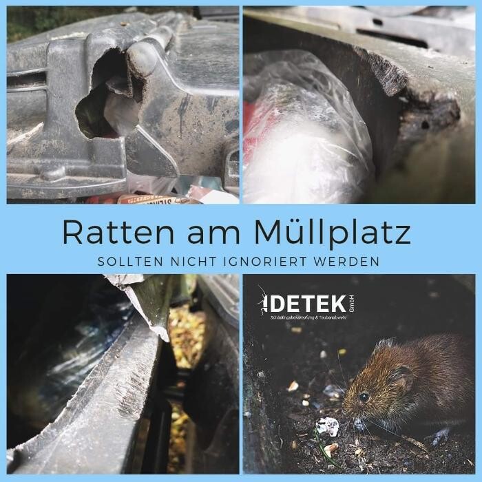 Bilder DETEK Schädlingsbekämpfung & Kammerjäger Münster - NRW