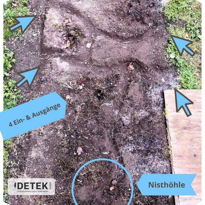 Bilder DETEK Schädlingsbekämpfung & Kammerjäger Münster - NRW
