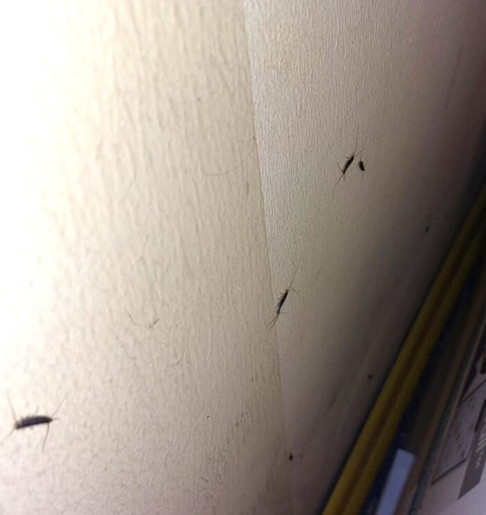Bilder DETEK Schädlingsbekämpfung & Kammerjäger Bochum - NRW