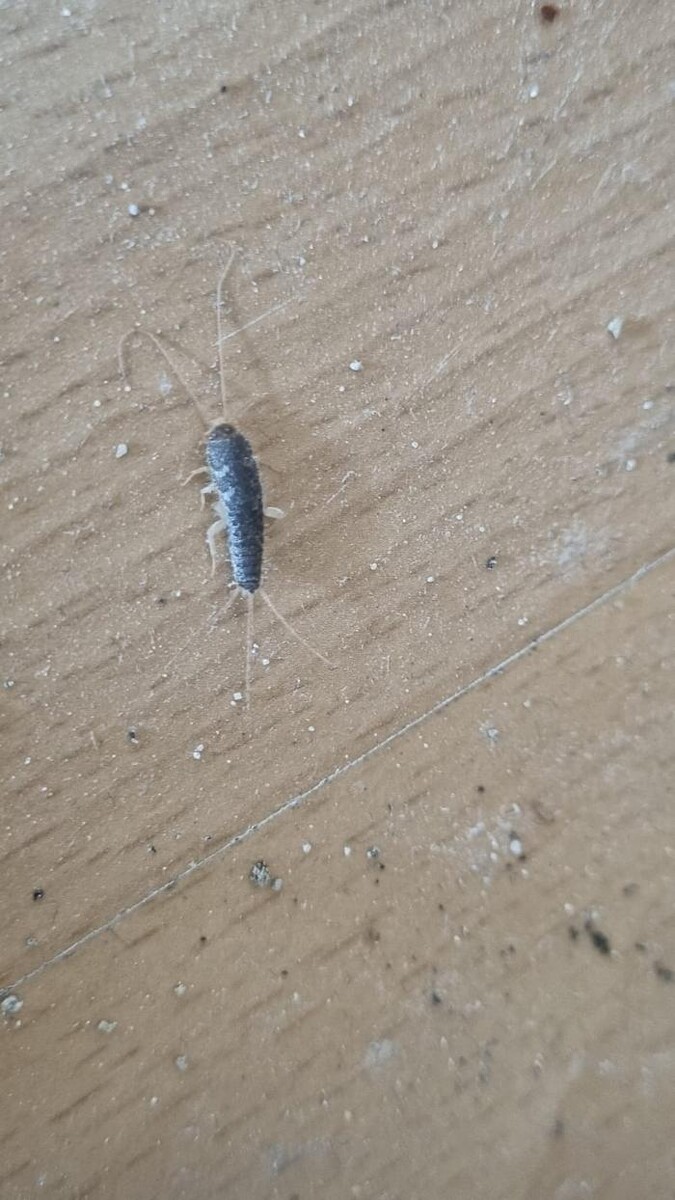 Bilder DETEK Schädlingsbekämpfung & Kammerjäger Bochum - NRW