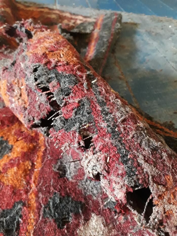 Bilder DETEK Schädlingsbekämpfung & Kammerjäger Bochum - NRW