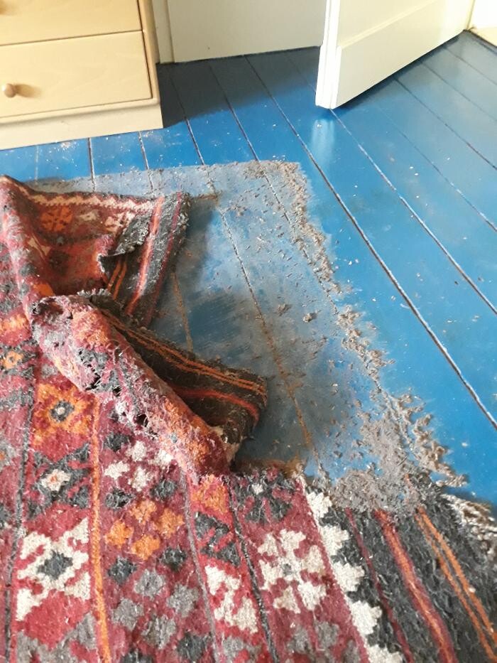 Bilder DETEK Schädlingsbekämpfung & Kammerjäger Bochum - NRW