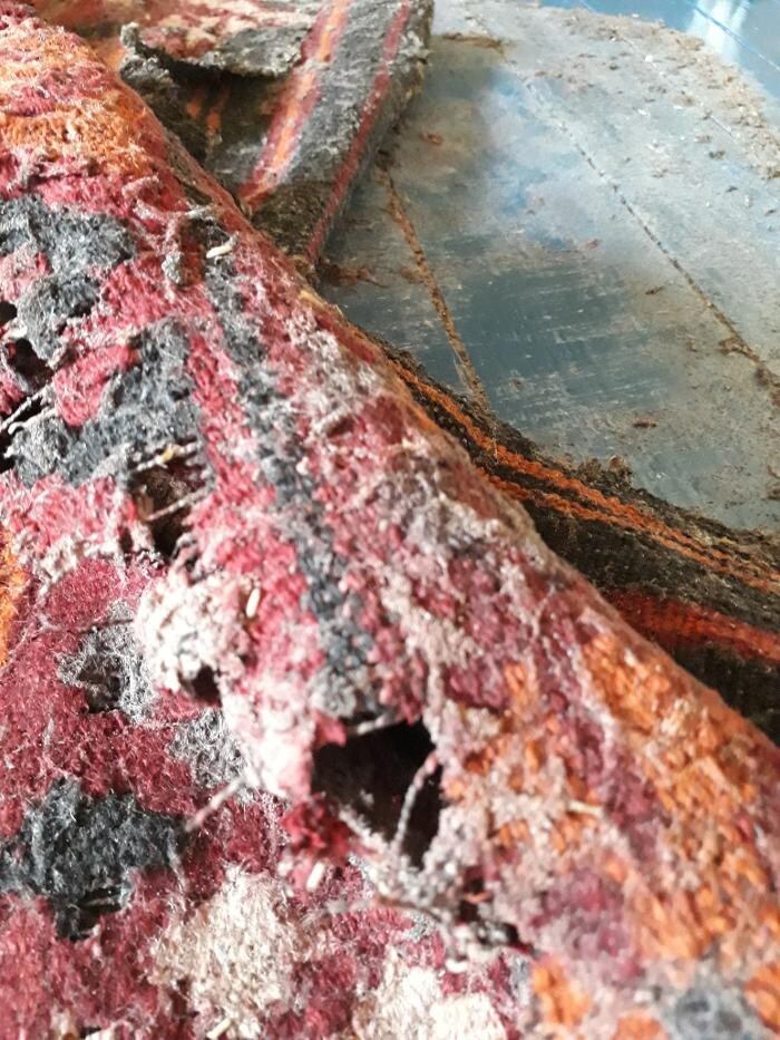 Bilder DETEK Schädlingsbekämpfung & Kammerjäger Bochum - NRW