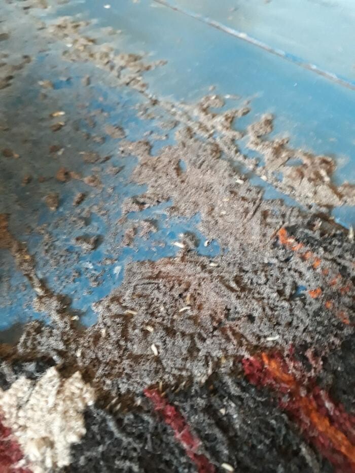 Bilder DETEK Schädlingsbekämpfung & Kammerjäger Bochum - NRW