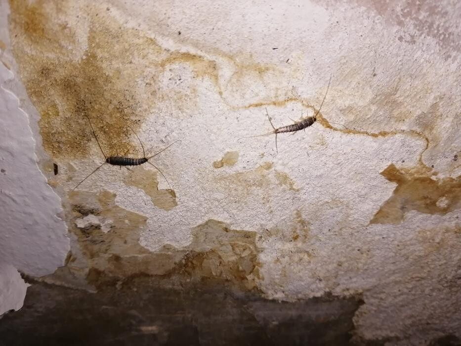 Bilder DETEK Schädlingsbekämpfung & Kammerjäger Bochum - NRW