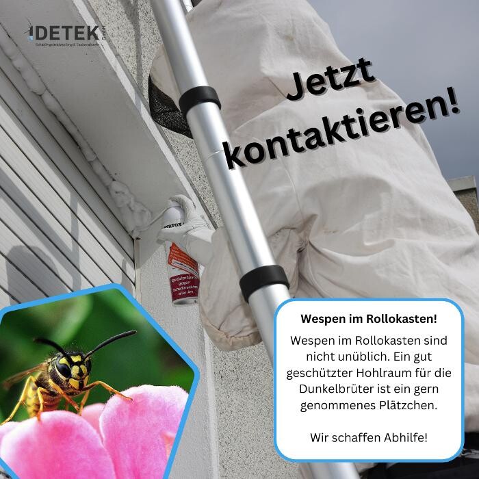 Bilder DETEK Schädlingsbekämpfung & Kammerjäger Bochum - NRW