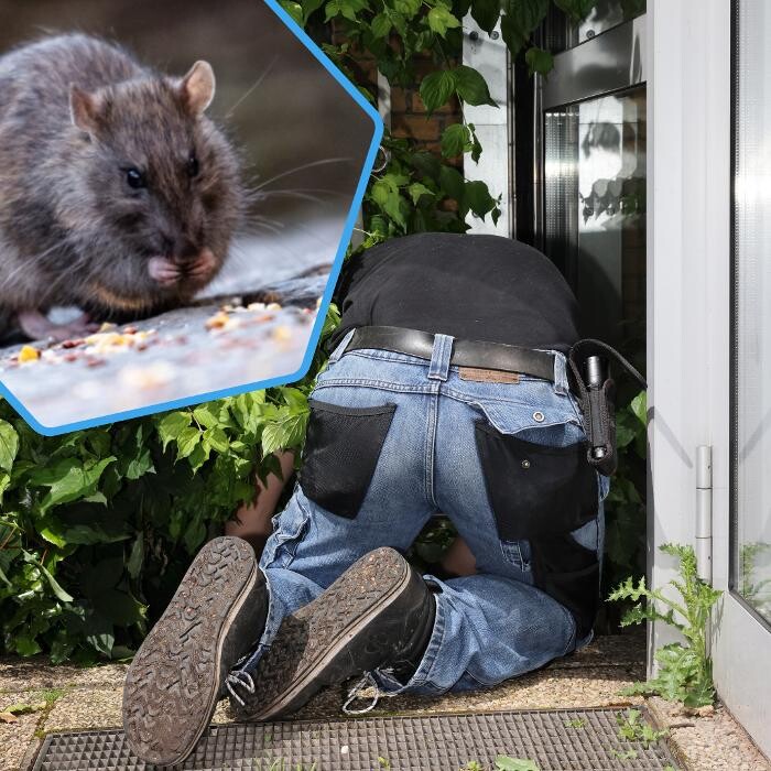 Bilder DETEK Schädlingsbekämpfung & Kammerjäger Bochum - NRW