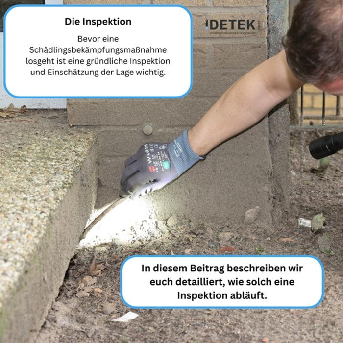 Bilder DETEK Schädlingsbekämpfung & Kammerjäger Bochum - NRW