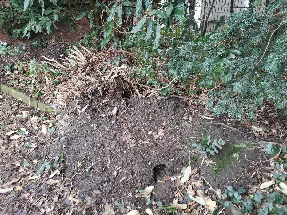 Bilder DETEK Schädlingsbekämpfung & Kammerjäger Bochum - NRW