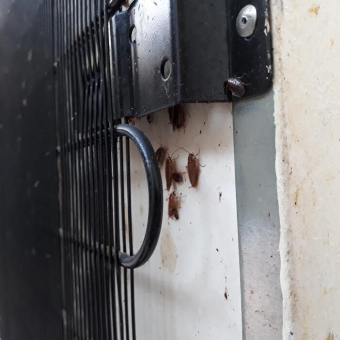 Bilder DETEK Schädlingsbekämpfung & Kammerjäger Bochum - NRW