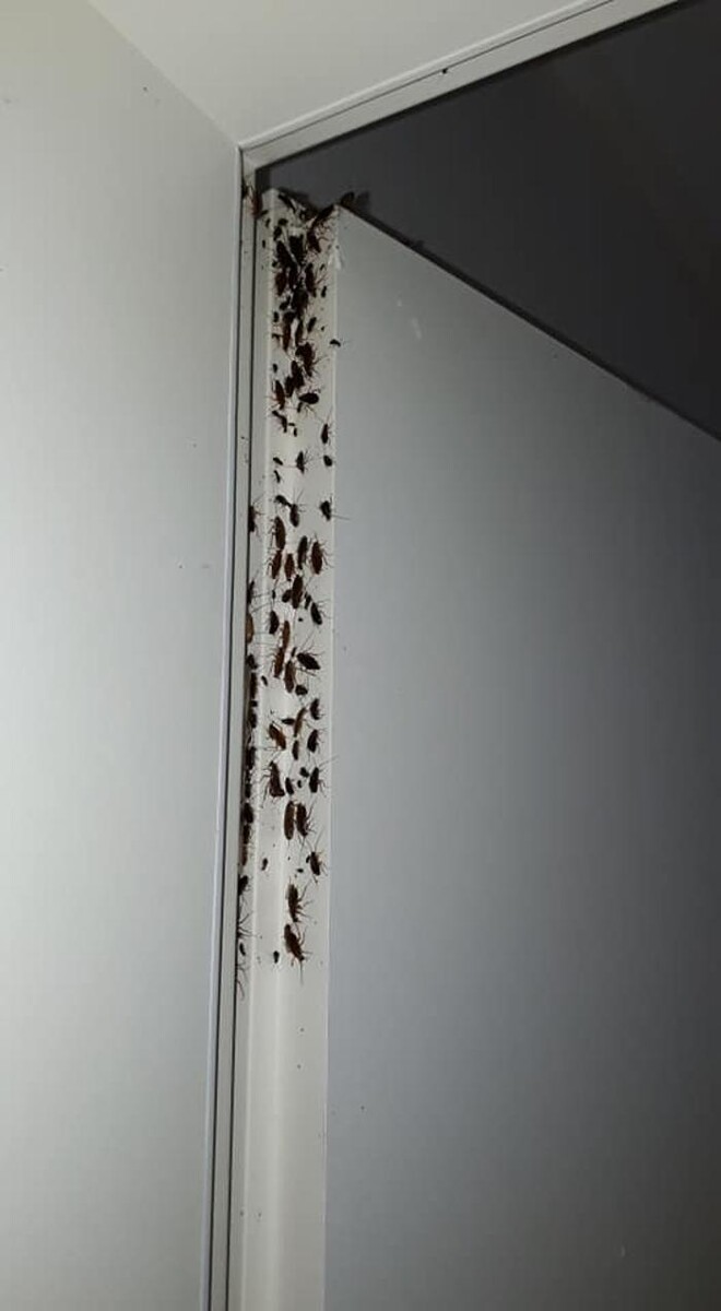 Bilder DETEK Schädlingsbekämpfung & Kammerjäger Bochum - NRW