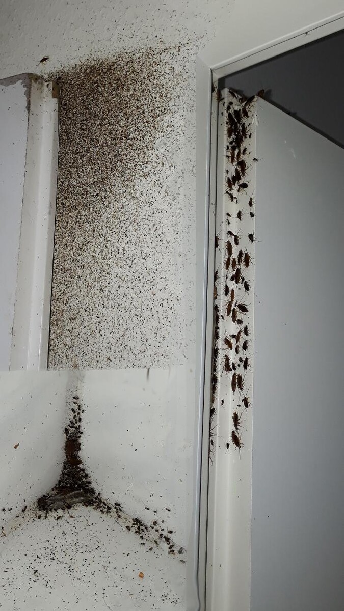 Bilder DETEK Schädlingsbekämpfung & Kammerjäger Bochum - NRW
