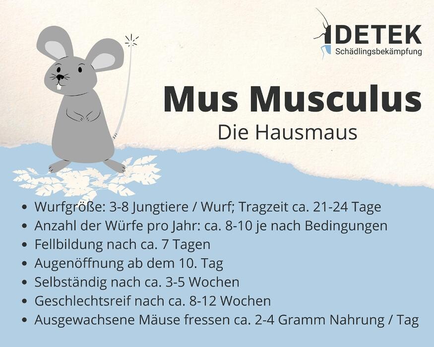 Bilder DETEK Schädlingsbekämpfung & Kammerjäger Bochum - NRW