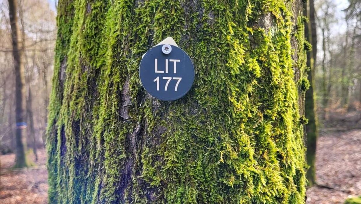 Bilder FriedWald Litermont