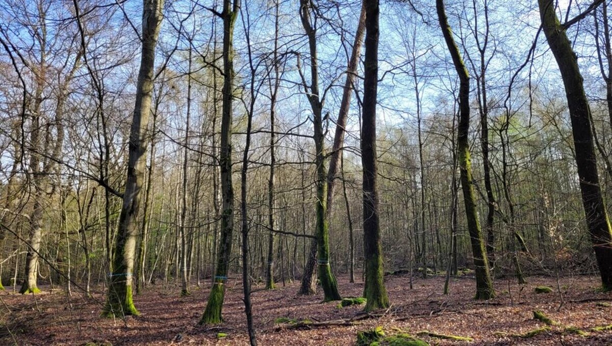 Bilder FriedWald Litermont