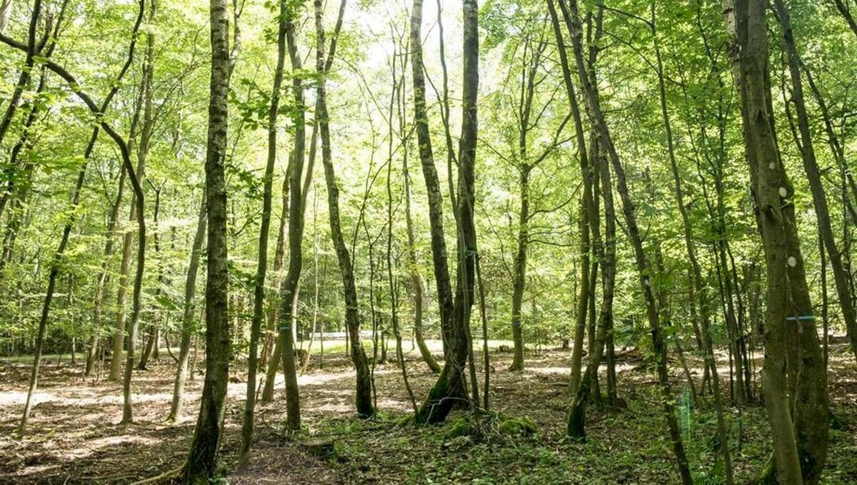 Bilder FriedWald Litermont