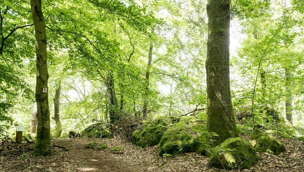 Bilder FriedWald Litermont