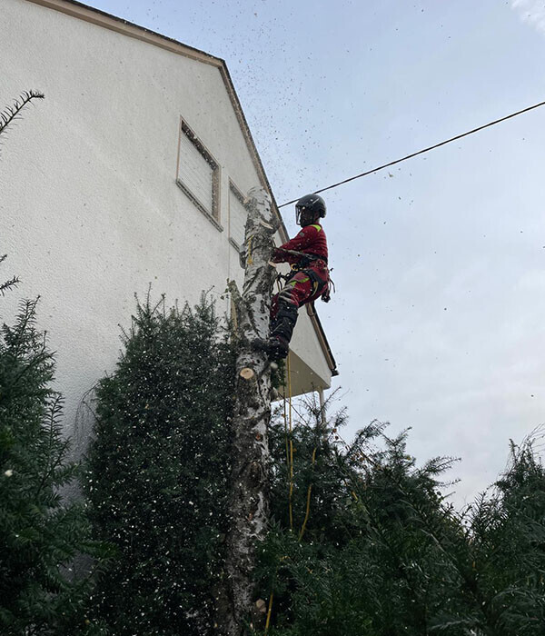 Bilder Baumpflege Eifler