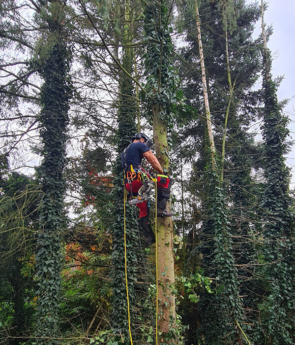 Bilder Baumpflege Eifler