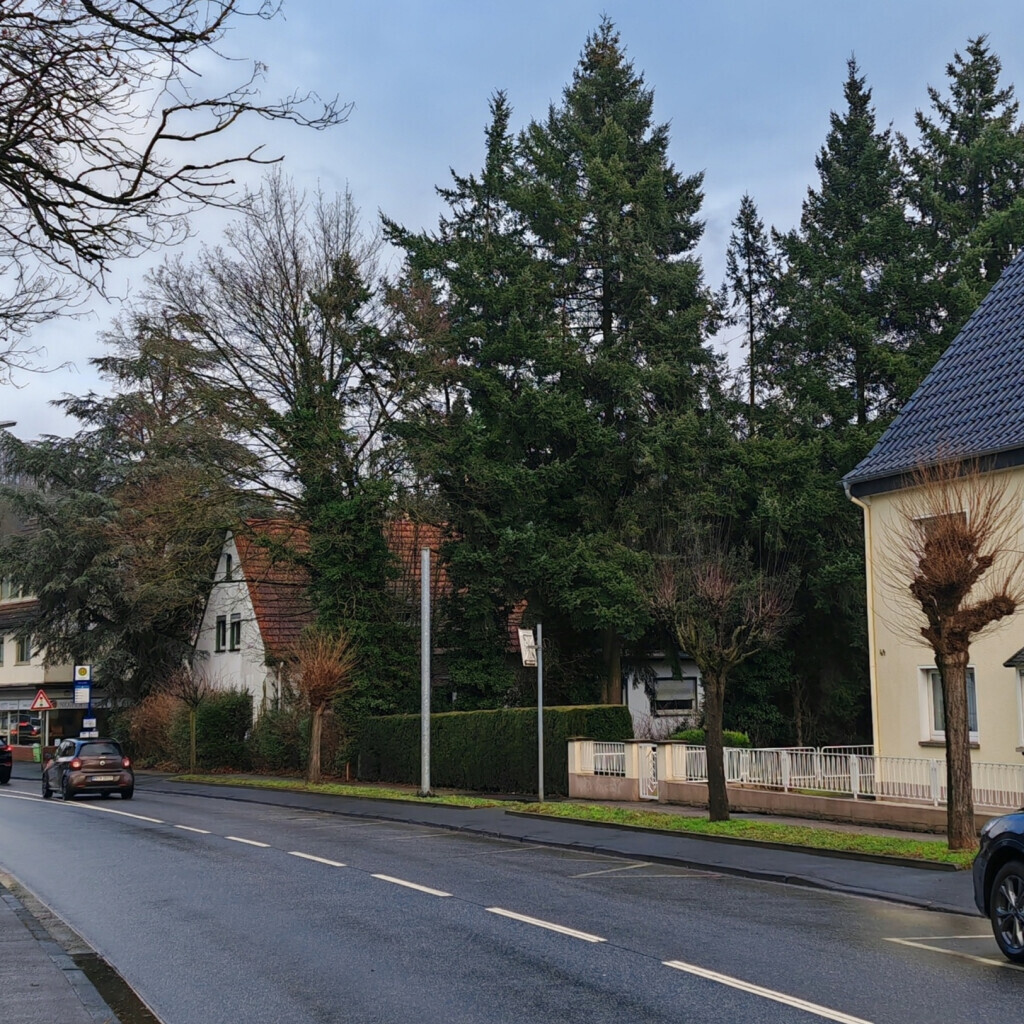 Bilder Baumpflege Eifler