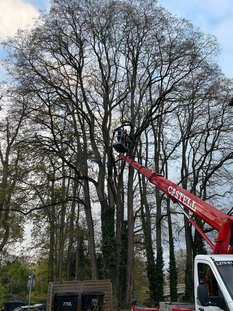 Bilder Baumpflege Eifler