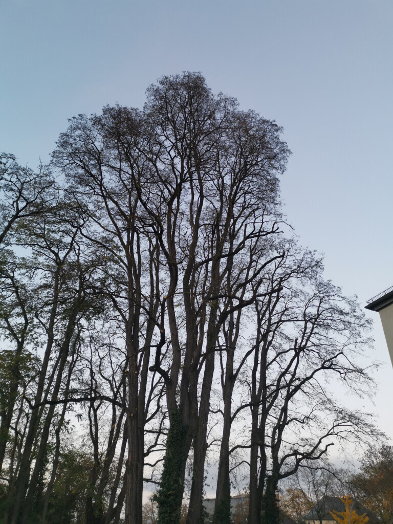 Bilder Baumpflege Eifler