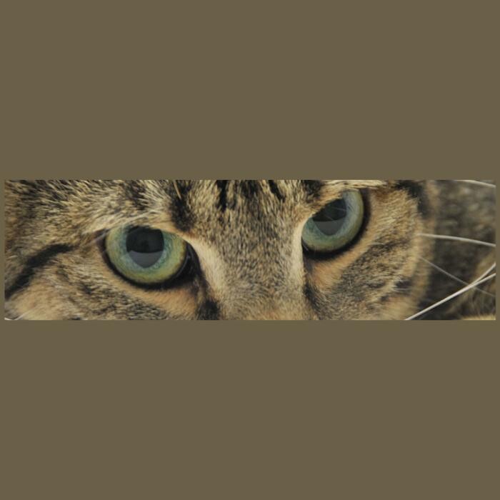 Bilder Dr. Petra Lippoth | Tierarztpraxis Zwingenberg