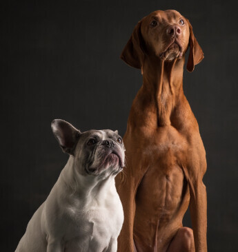 Bilder Pfotenliebe Stuttgart Hundeschule
