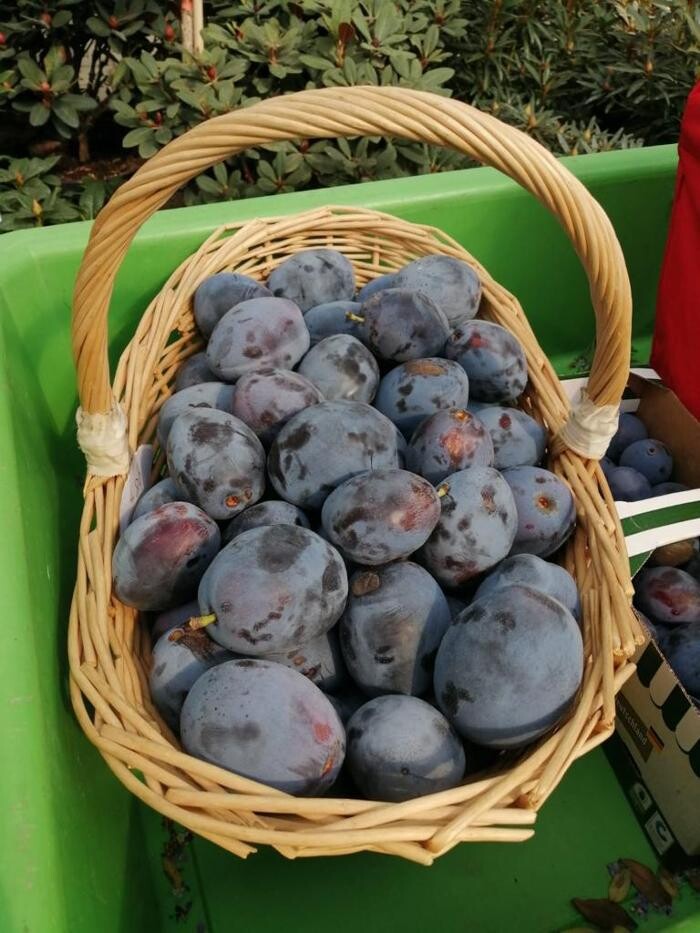 Bilder Pflanzenhof Voigt