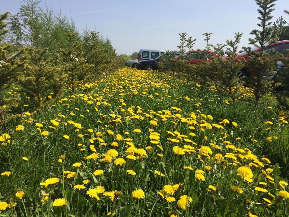 Bilder Pflanzenhof Voigt