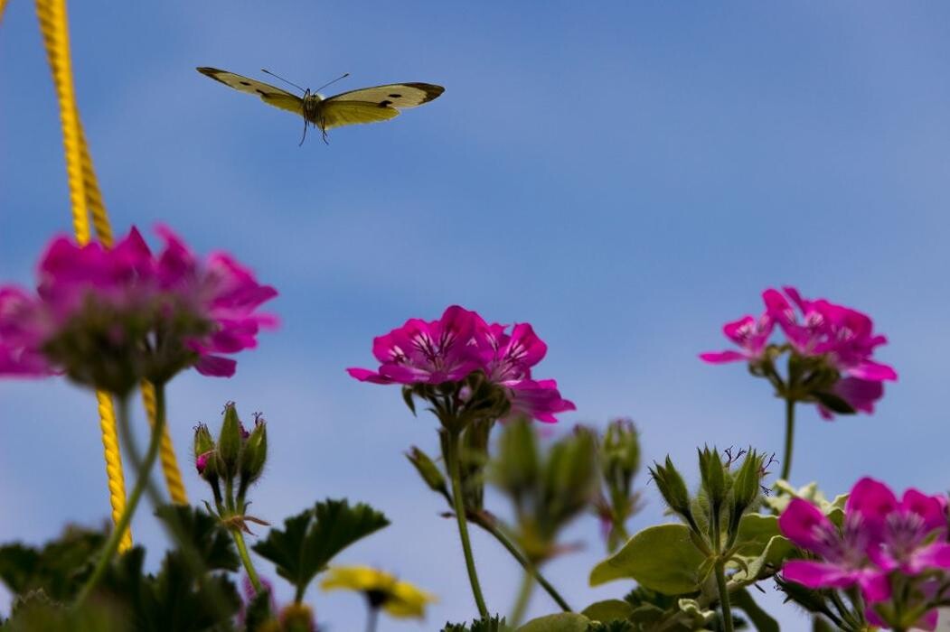 Bilder Pflanzenhof Voigt