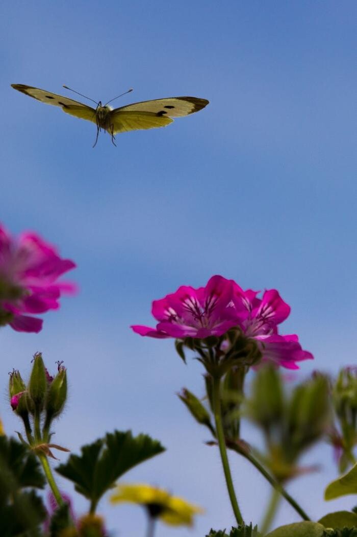 Bilder Pflanzenhof Voigt
