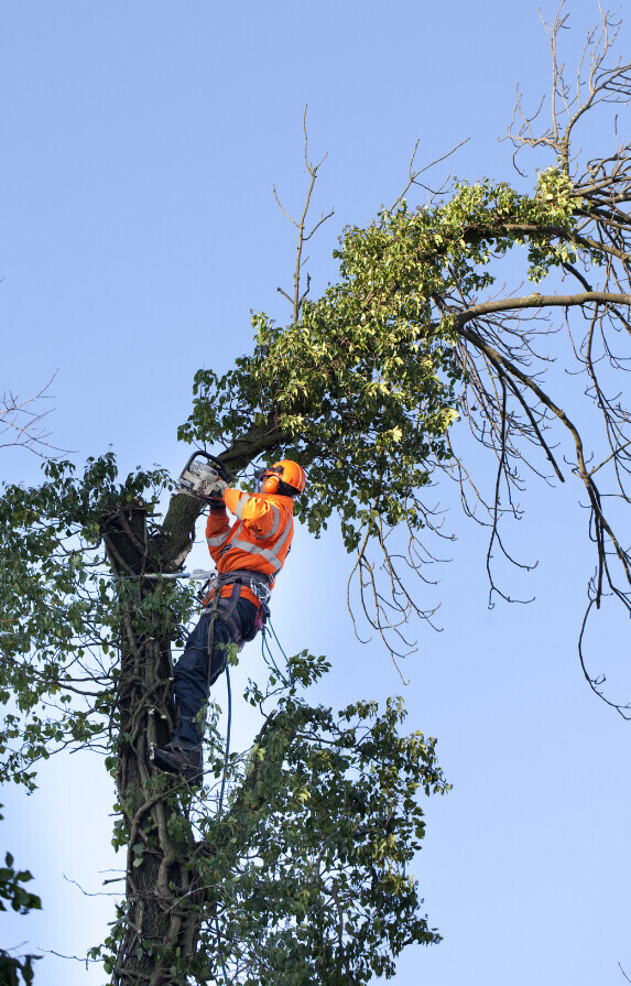 Bilder Düzgün Gartenbau
