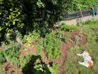 Bilder Grundstückspflege und Motorsägenkunst Colin Sand