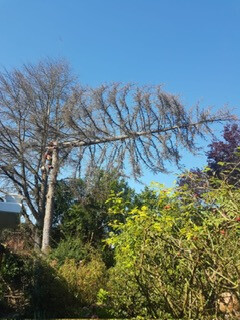 Bilder Grundstückspflege und Motorsägenkunst Colin Sand