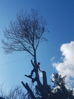 Bilder Grundstückspflege und Motorsägenkunst Colin Sand