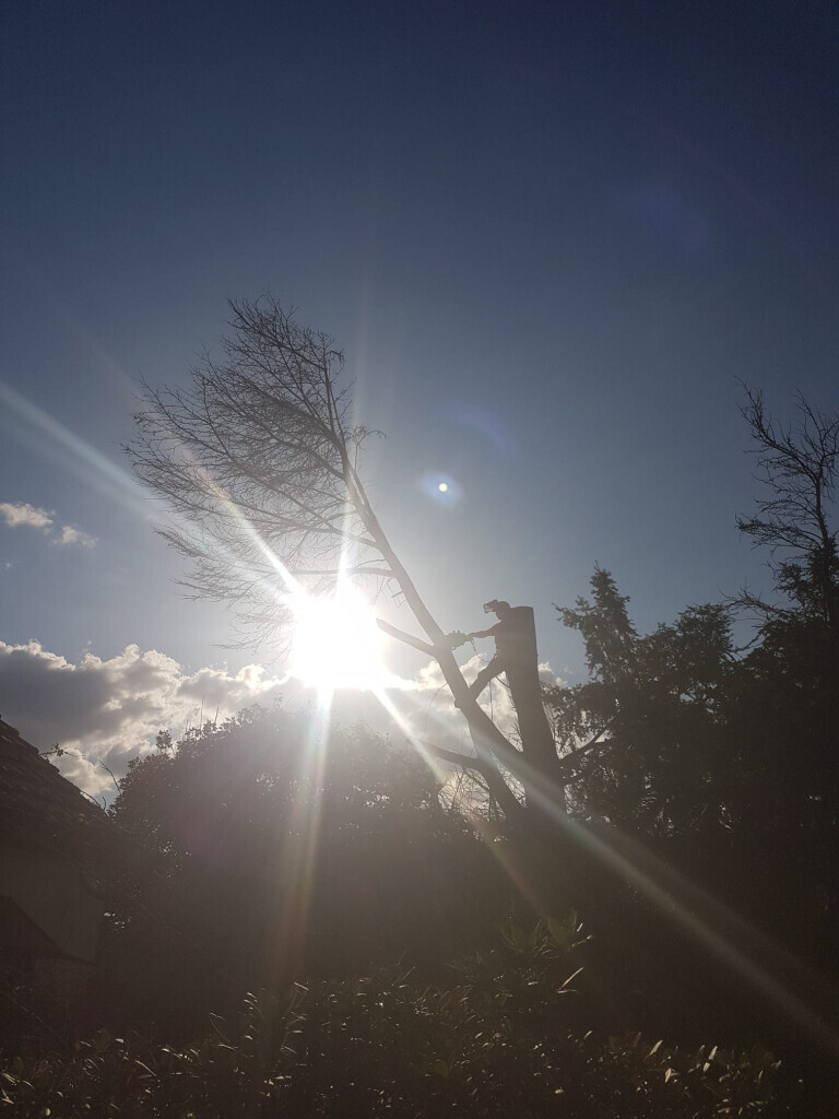 Bilder Grundstückspflege und Motorsägenkunst Colin Sand