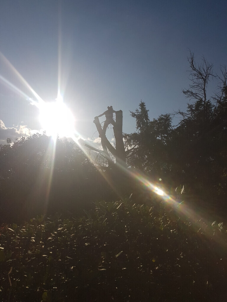 Bilder Grundstückspflege und Motorsägenkunst Colin Sand