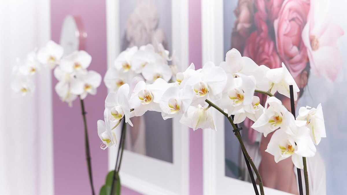 Bilder Silktouch Beauty und Waxing