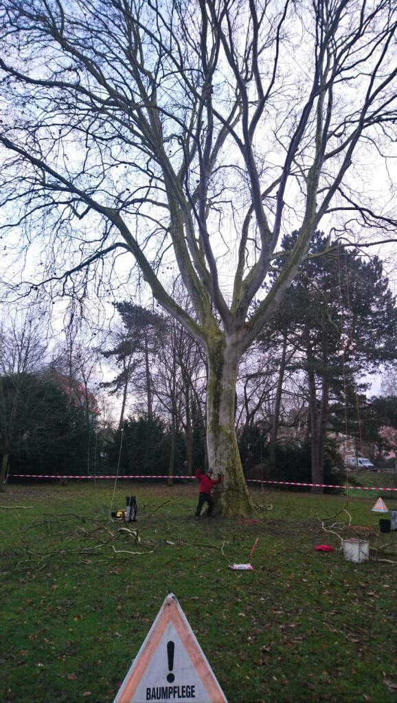 Bilder Baumpfleger Frederick Klein