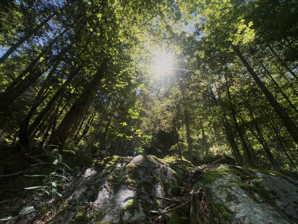 Bilder Holzbau Ibbeken