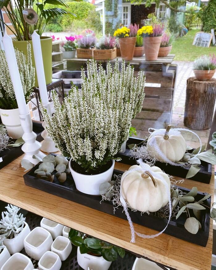 Bilder Blumenhaus Maaß
