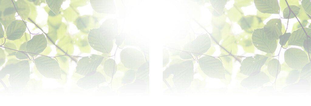 Bilder Dirk Schoebel Garten- und Landschaftsbau