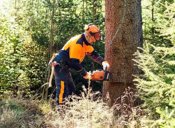 Bilder Azizi Gartenbau